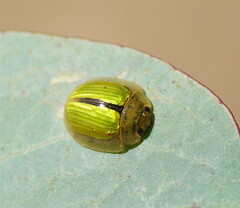 Paropsisterna hectica