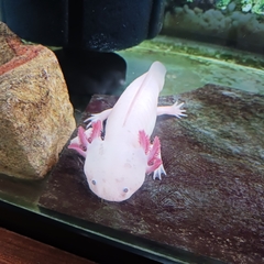Ambystoma mexicanum