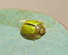 Paropsisterna hectica