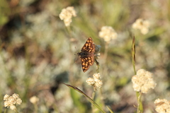 Carterocephalus mandan