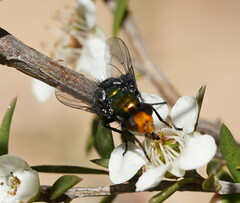 Amenia chrysame