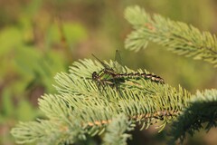 Ophiogomphus colubrinus