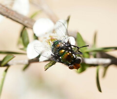 Amenia chrysame