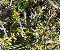 Coprosma cheesemanii