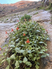 Erythranthe verbenacea