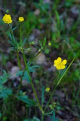 Ranunculus occidentalis