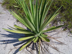 Agave angustifolia
