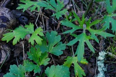 Ranunculus occidentalis