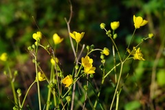 Ranunculus occidentalis