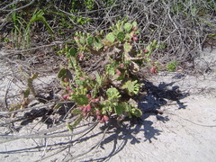 Opuntia stricta