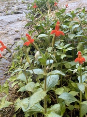 Erythranthe verbenacea