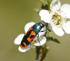 Castiarina scalaris