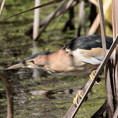 Ixobrychus minutus payesii