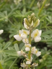 Lupinus arizonicus