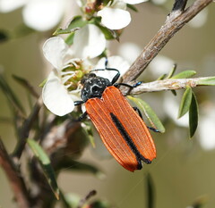 Castiarina nasuta