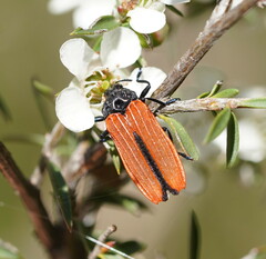 Castiarina nasuta