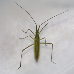 Megaloceroea recticornis