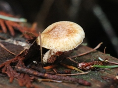 Lepiota castanea