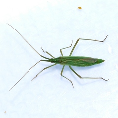 Megaloceroea recticornis