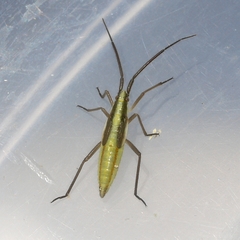 Megaloceroea recticornis