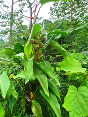 Heliconia latispatha