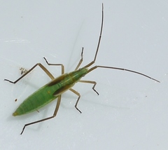 Megaloceroea recticornis