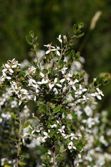 Olearia myrsinoides