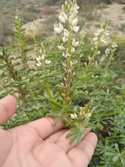Lupinus arizonicus