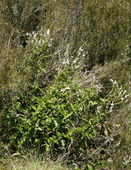 Veronica derwentiana