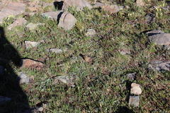 Leucosticte australis