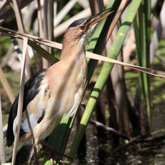 Ixobrychus minutus payesii