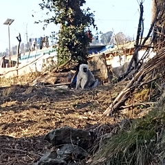 Semnopithecus schistaceus