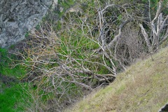 Aesculus californica