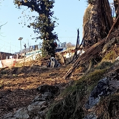 Semnopithecus schistaceus