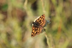 Carterocephalus mandan