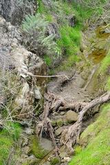 Artemisia californica