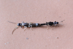 Nannopygia