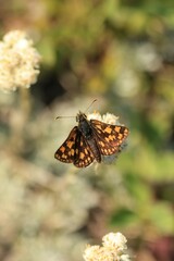 Carterocephalus mandan