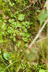 Lunularia cruciata