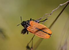 Castiarina nasuta