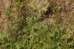 Phacelia imbricata