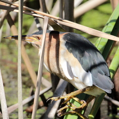 Ixobrychus minutus payesii