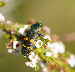 Castiarina dimidiata