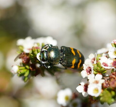 Castiarina dimidiata