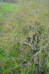 Aesculus californica