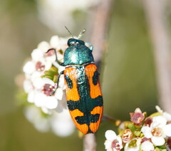Castiarina scalaris