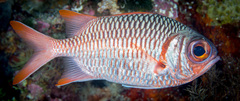 Myripristis violacea