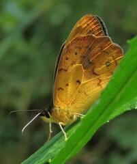 Heteronympha solandri