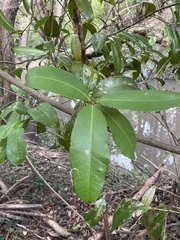 Baloghia inophylla