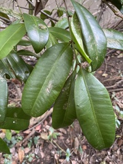 Baloghia inophylla